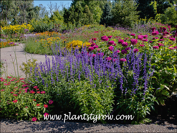 A large annual garden with the blue/purple spires of Salvia Gruppenblau.